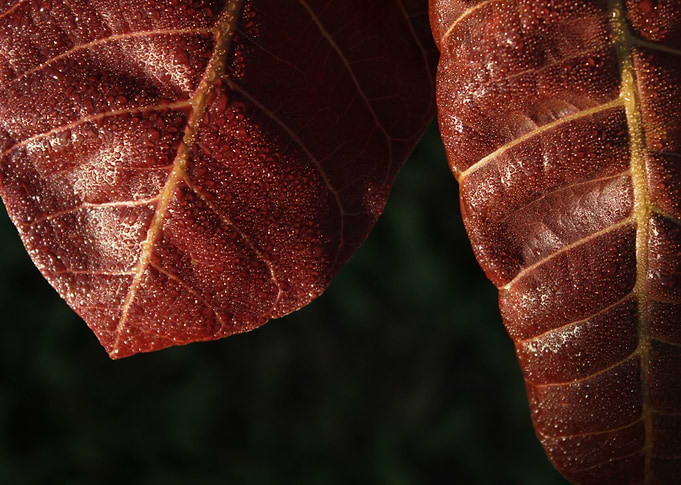 Dry Leaf