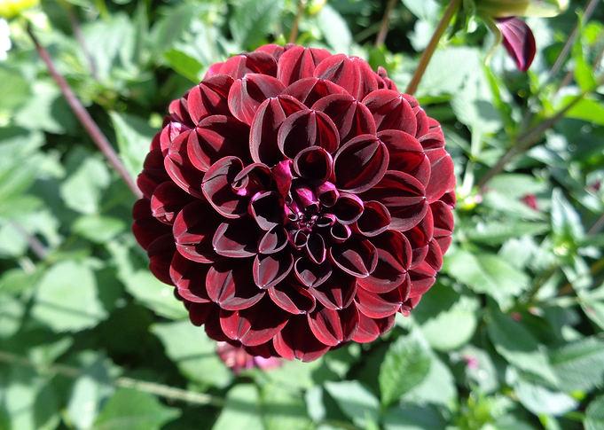 Dahlia