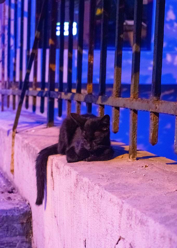 Kitty taking a nap
