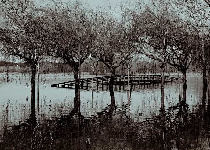 Reflexos
