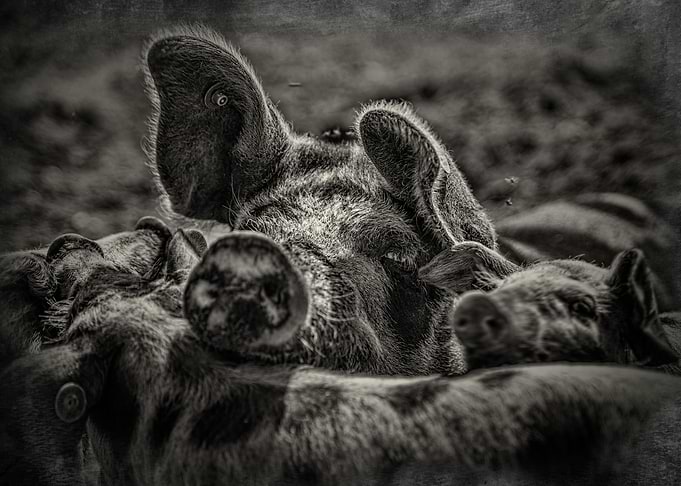 Bacon
