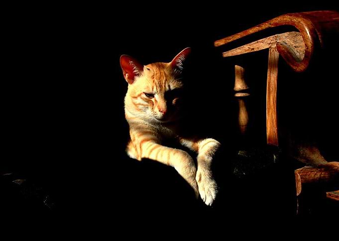 Sunlight