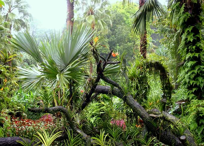 Botanical Garden Singap II