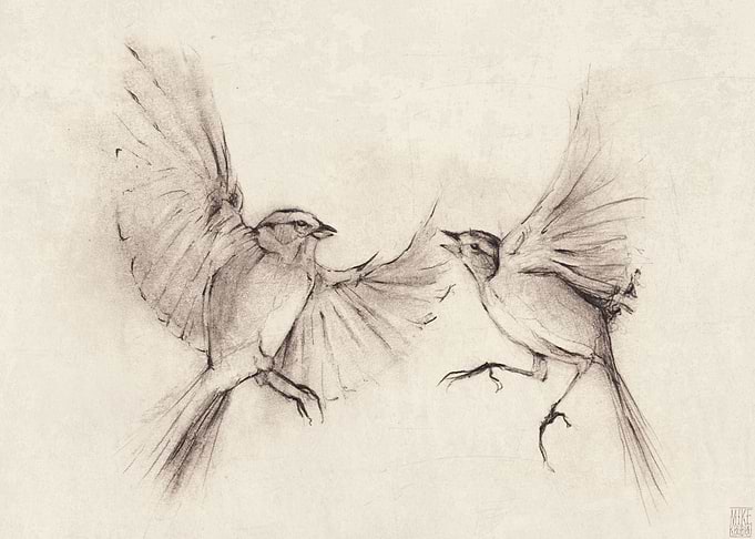 birds