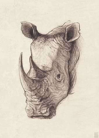 rhinoceros