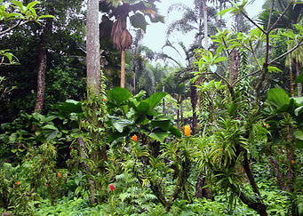 Botanical Garden Singap I