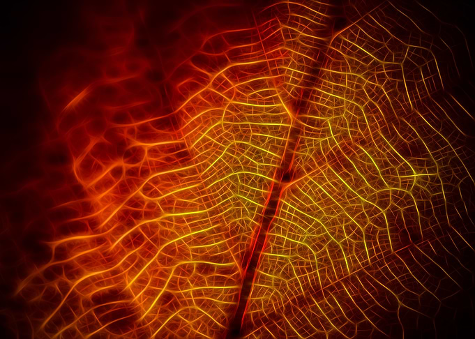 Leaf