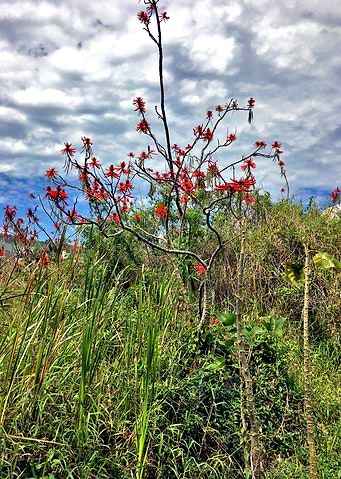 Flor Brasil-4_2018