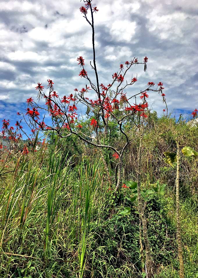 Flor Brasil-4_2018
