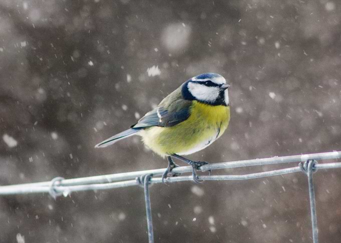 Winter´s Nature