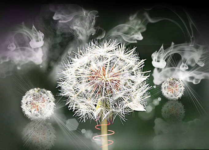 Clock Flower