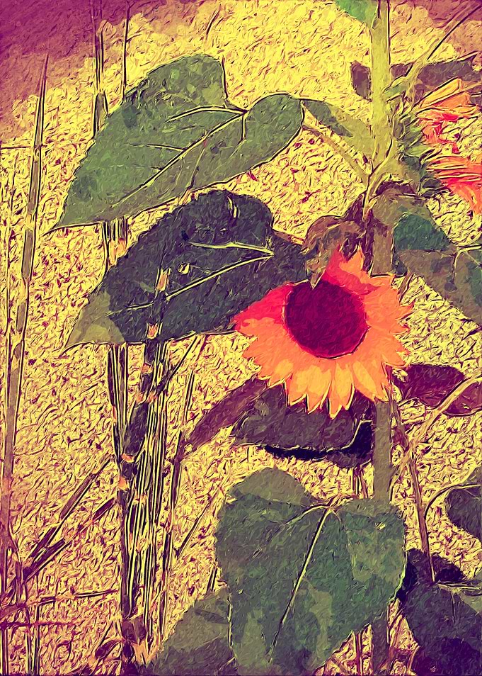 sunflower