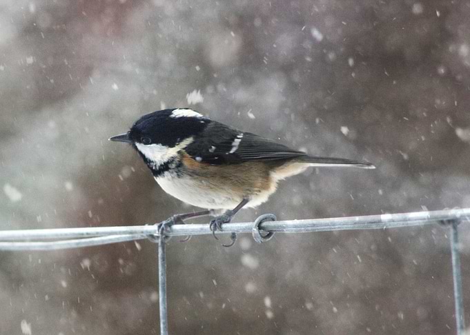 Winter´s Nature 2
