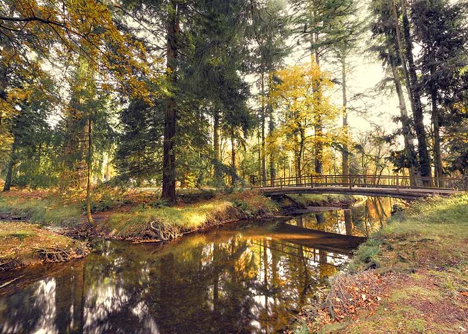 New Forest