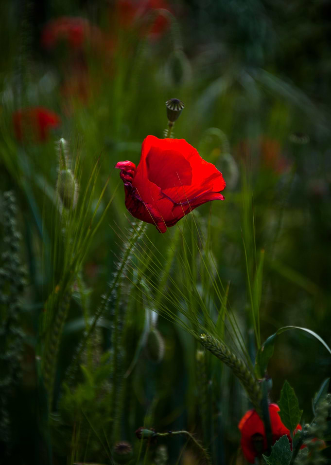 Red Poppy