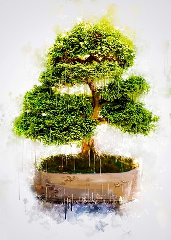Bonsai Tree