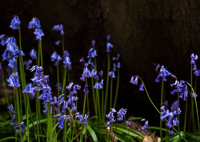 Bluebells