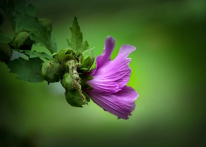 Pink Flower