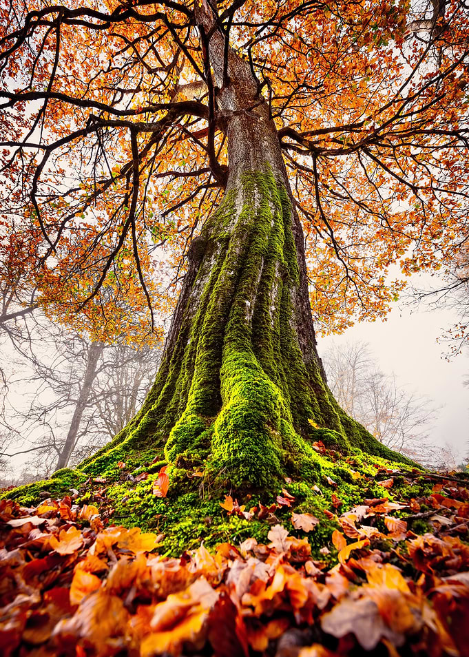 Under Autumn Tree
