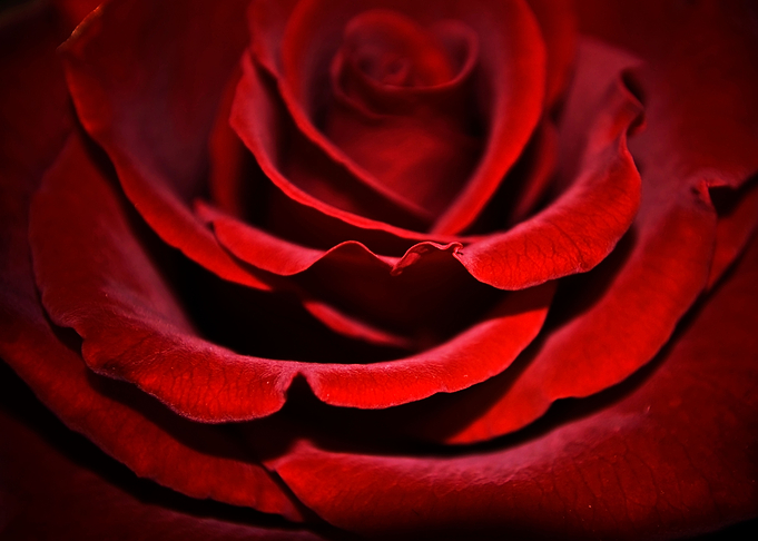 Velvet Rose