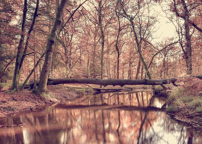 Fallen Tree