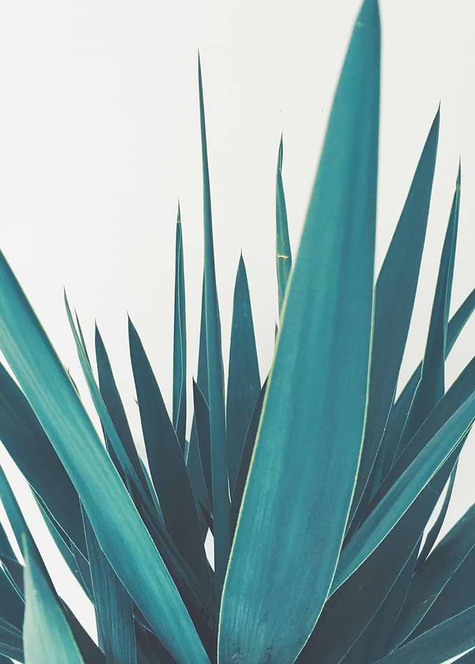 Yucca Leaves