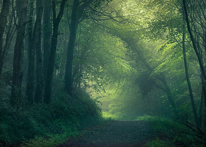 Dreamy Path