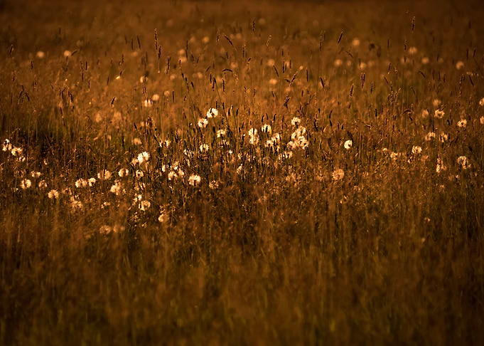 Flower Field