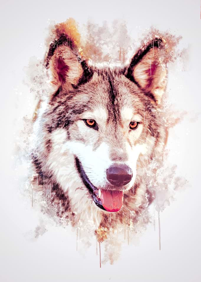 Wolf Head