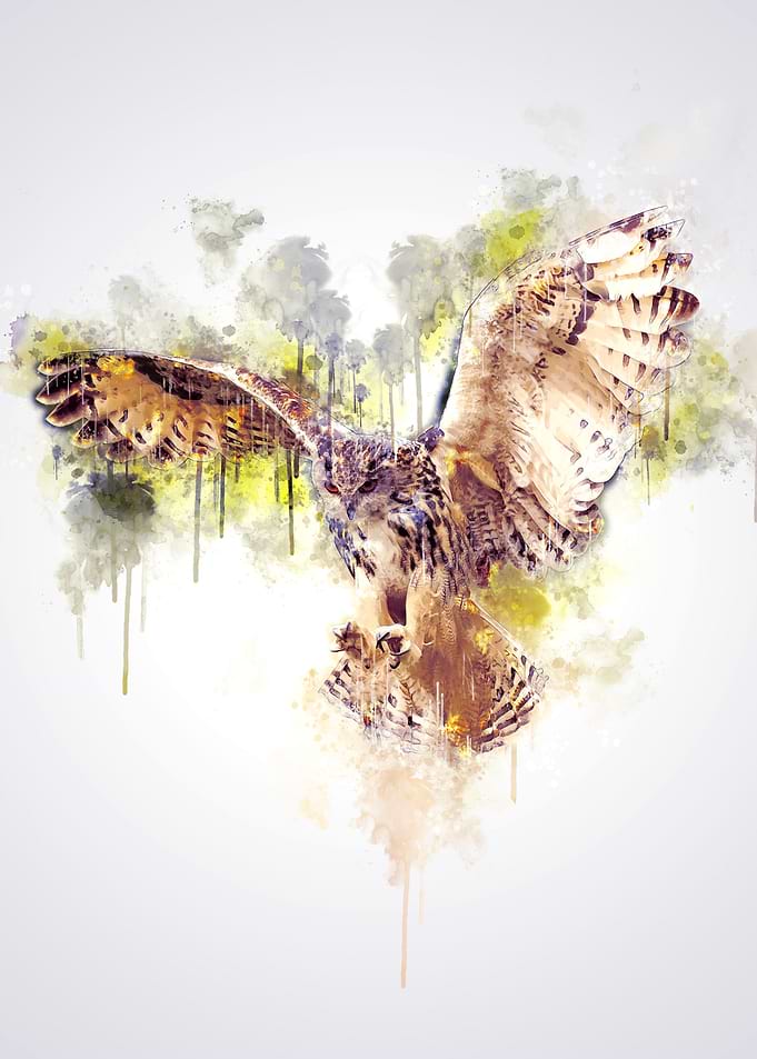Owl