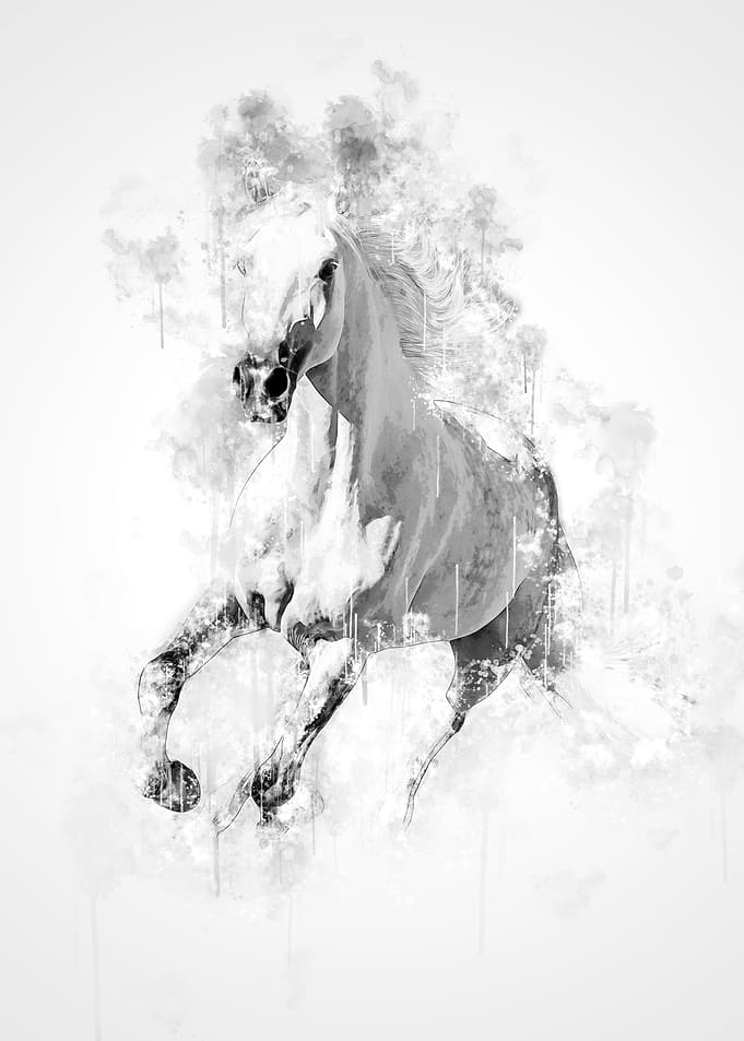 Horse Black and White
