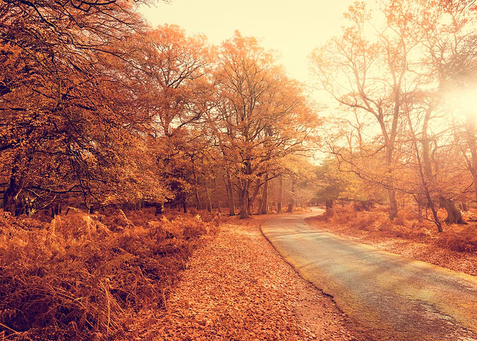 Autumn Path