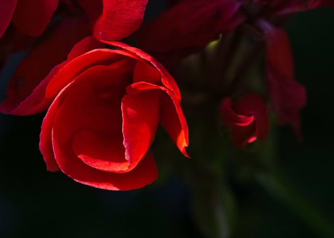 Geranium Swirl