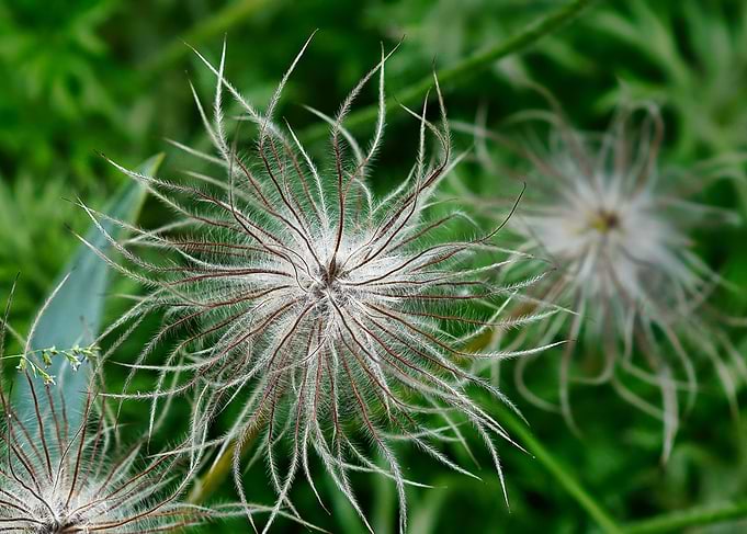 Fuzzy Flower