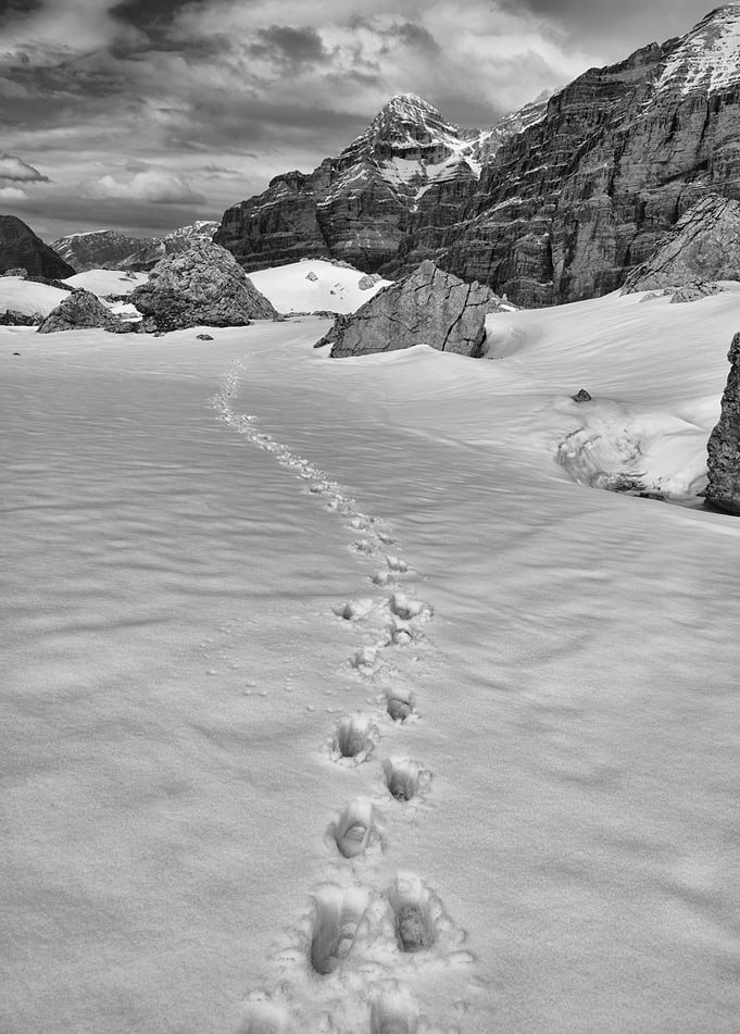 Follow Your Path