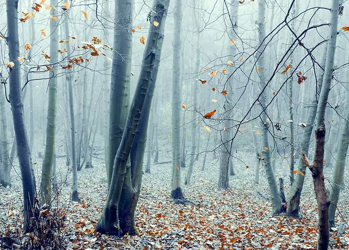 Last leaves