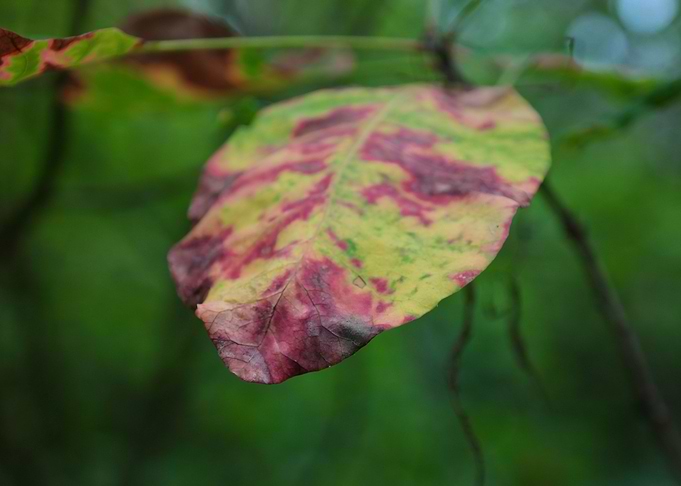 Stained