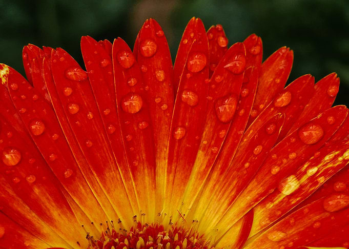 Rain Soaked Dahlia