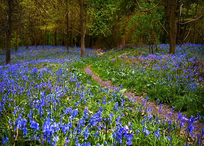 Path through Bluebells