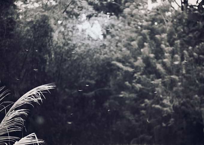 DRAGONFLIES