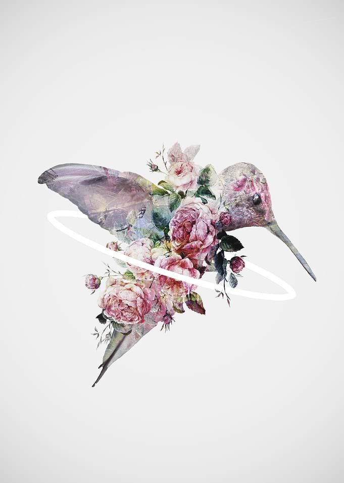 Kolibri