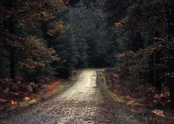 Into the Woods