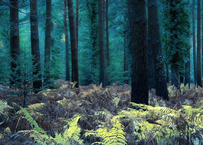 Blue Forest
