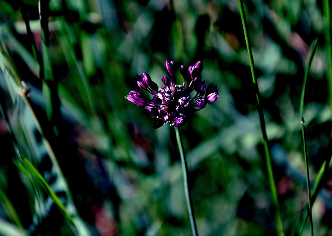 garlic flower