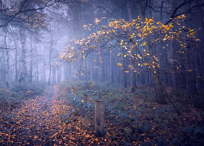 Path to a fog