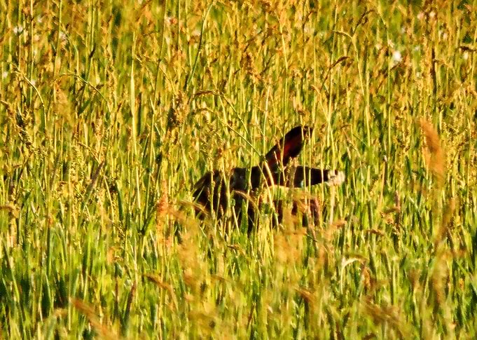 The hare