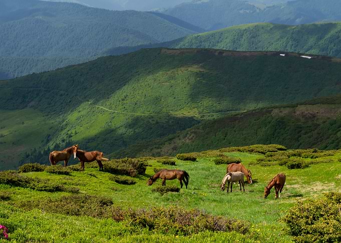 Horses in mountains