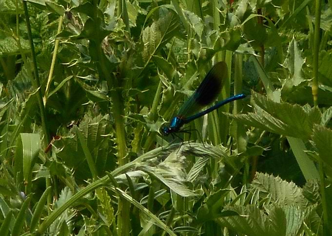 Dragonfly Reddish Vale