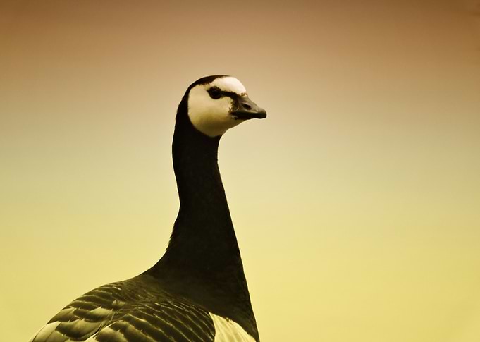 Branta leucopsis