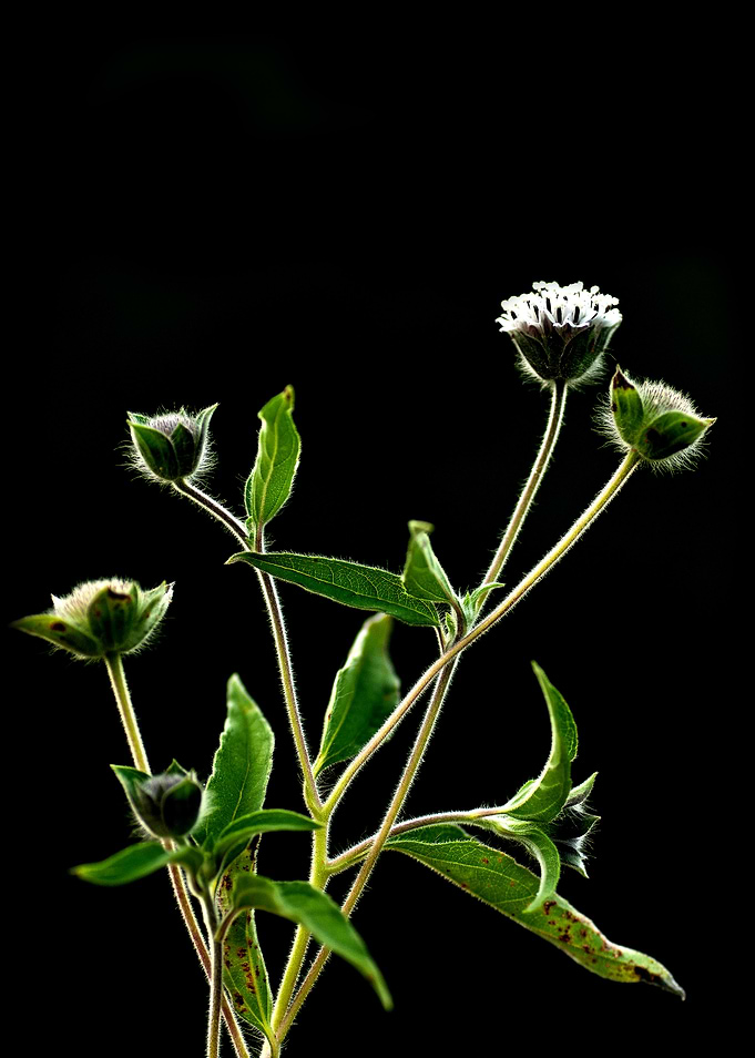 Wild Flower